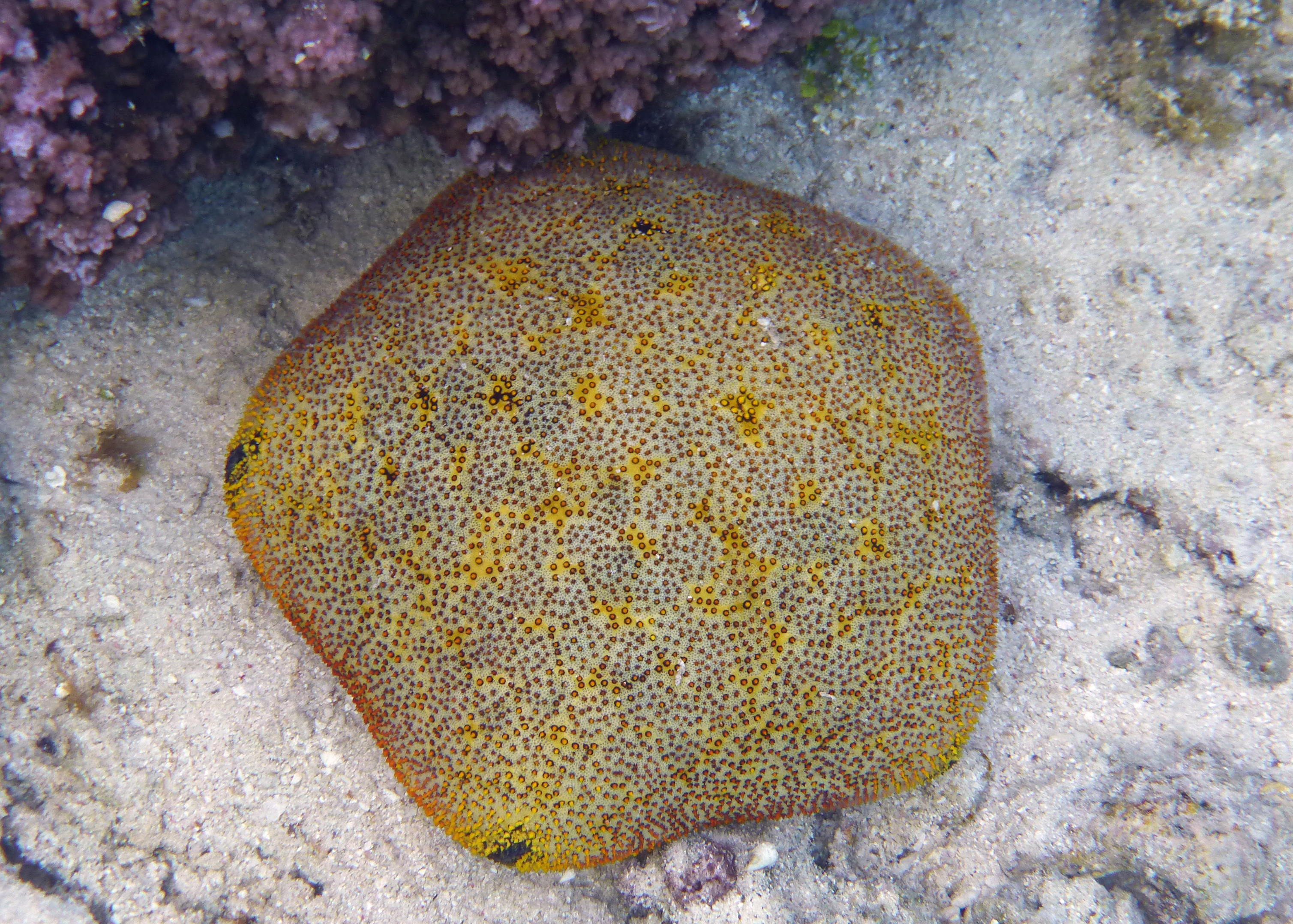 Pacific cushionstar, Mo'orea, French Polynesia 2024.